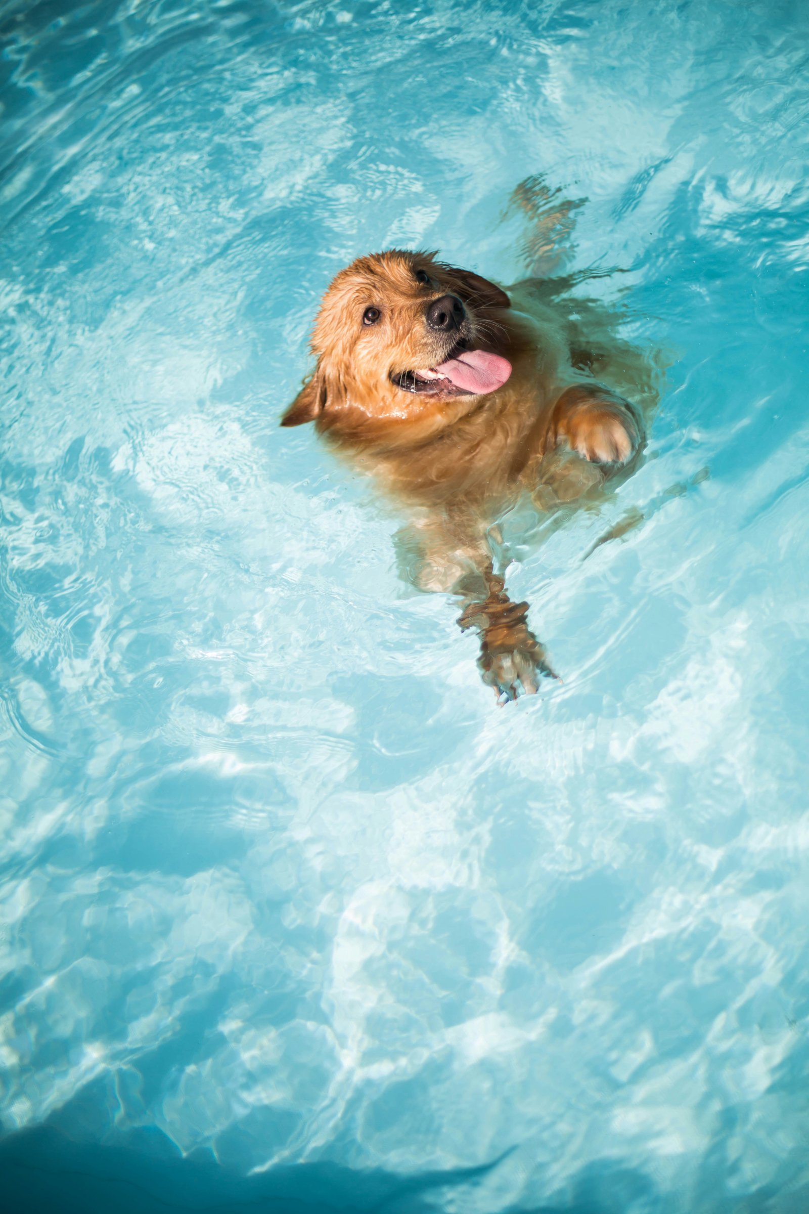 Pool lifestyle Nassau County